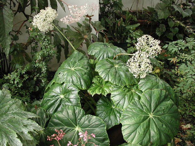 B. megaphylla